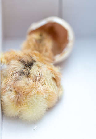 The chicks were hatched from an eggの写真素材