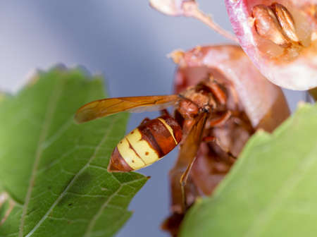 Big wasp is eating white overripe grape. Late afternoon sun, autumnの写真素材
