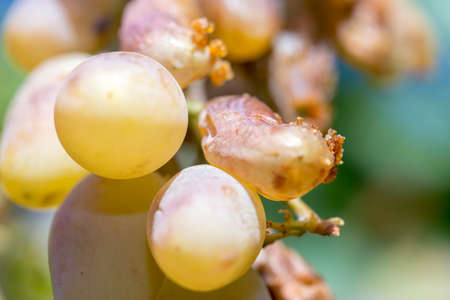 white overripe grapes, insects ate, afternoon sun autumnの写真素材