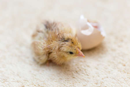 The chicks were hatched from an eggの写真素材