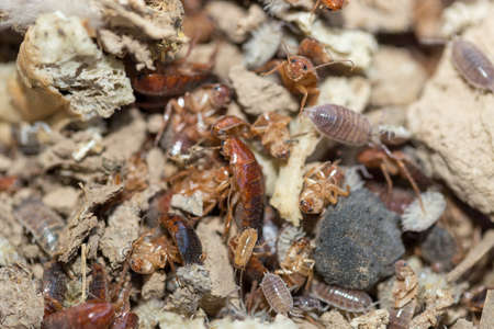 many dying cockroaches are trappedの写真素材
