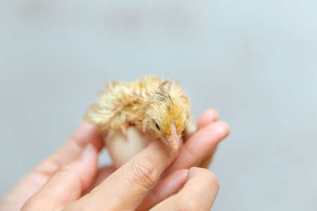 Close view of baby chick in girl's handの写真素材