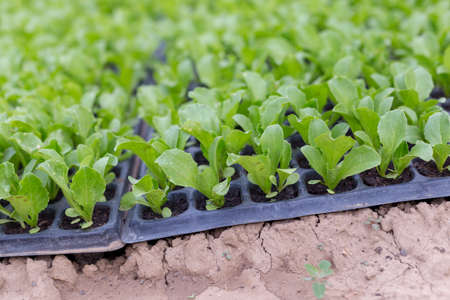Growing seedlings of young cabbage in a greenhouseの写真素材