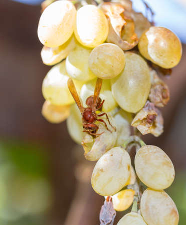 Big wasp is eating white overripe grape. Late afternoon sun, autumnの写真素材