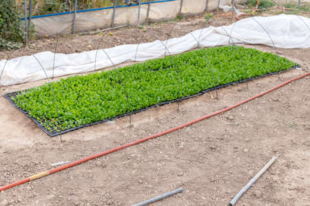 Growing seedlings of young cabbage in a greenhouseの写真素材