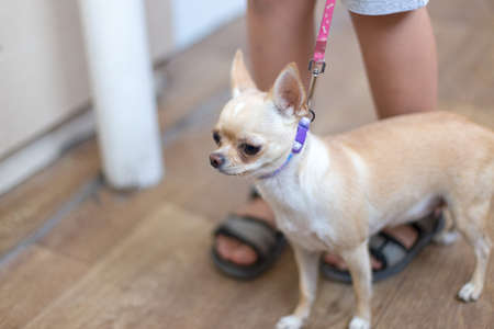 cute, beautiful, brown chihuahua dogの写真素材