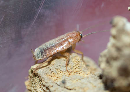 many dying cockroaches are trapped