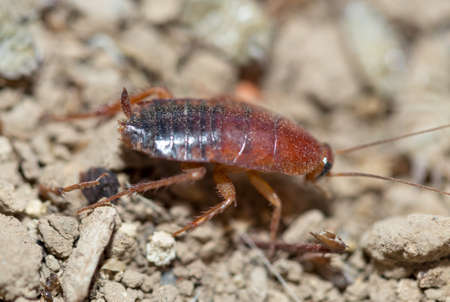 many dying cockroaches are trappedの写真素材