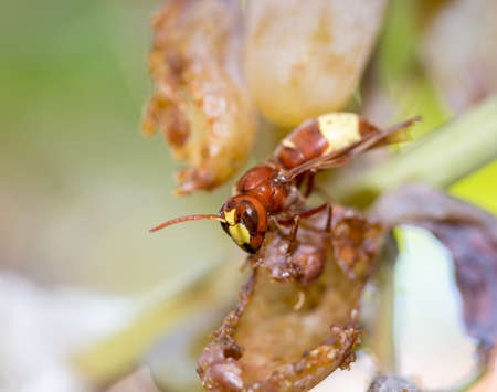 Big wasp is eating white overripe grape. Late afternoon sun, autumnの写真素材