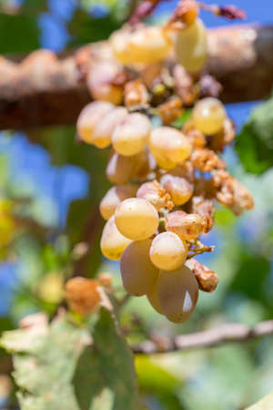 white overripe grapes, insects ate, afternoon sun autumnの写真素材