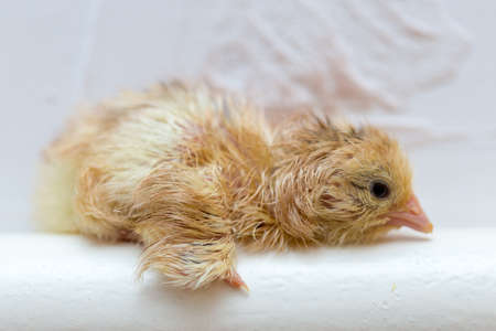 The chicks were hatched from an eggの写真素材