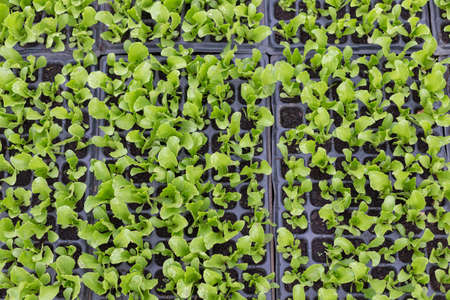 Growing seedlings of young cabbage in a greenhouseの写真素材