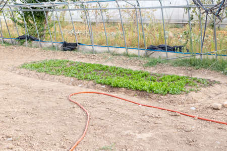 Growing seedlings of young cabbage in a greenhouse