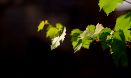 grape leaves - vineyard in sunny weatherの写真素材