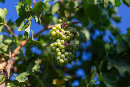 Grapes harvesting - white grape in a vineyard in sunny weatherの写真素材