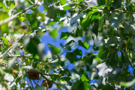 Green leaves against the sun. The sun shines through the green leaves of the poplar. Close-upの写真素材