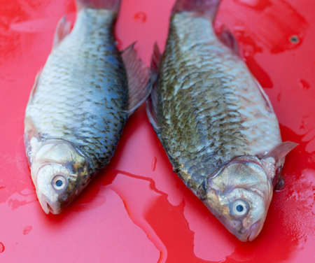 fresh crucian fish on a red backgroundの写真素材