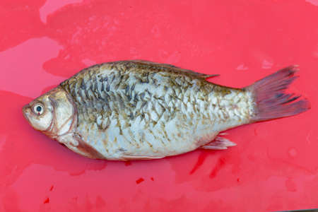 fresh crucian fish on a red backgroundの写真素材