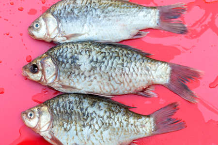 fresh crucian fish on a red backgroundの写真素材