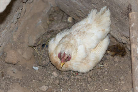 white chicken sits on eggsの写真素材