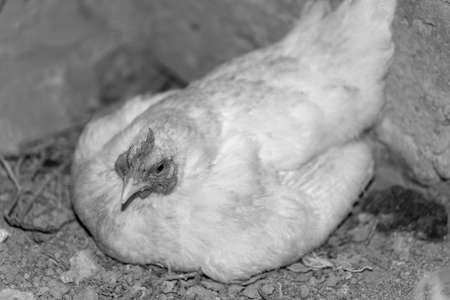 white chicken sits on eggsの写真素材