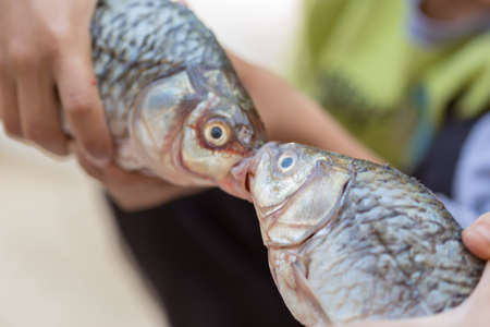 fresh crucian fish in a child's hand, fish kissesの写真素材