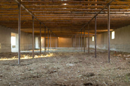 in a winter cattle shedの写真素材