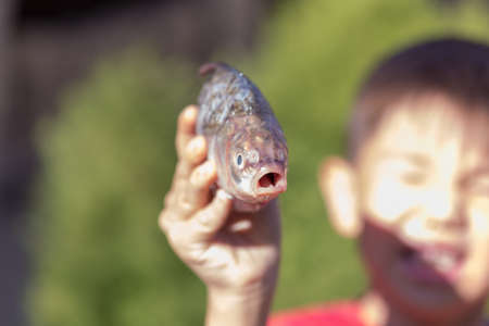 fresh crucian fish in a children's handの写真素材