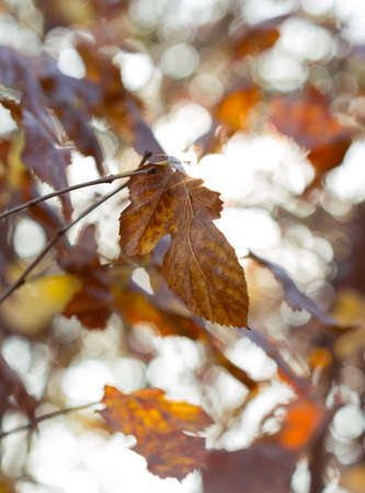 Golden autumn leaves on a branch opposite the sky, selective focusの写真素材