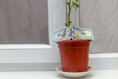 flowers of male happiness in a pot and an additional gift of one hundred dollar bills for the husbandâs birthday from his wifeの写真素材