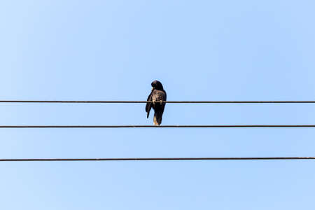 Bird sitting on a power line cable against a cloudy sky.の写真素材