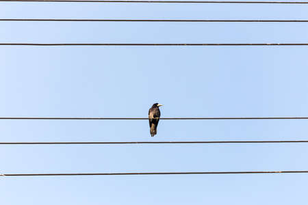 Bird sitting on a power line cable against a cloudy sky.の写真素材