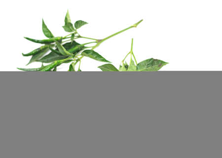 Fresh green chili peppers. Isolated on a white background.の写真素材
