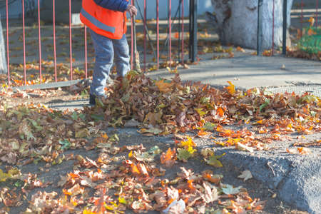 A cleaning lady cleans the dead side of the maple leaves from the sidewalk.の写真素材
