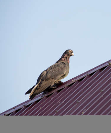 pigeons on the roof against the skyの写真素材