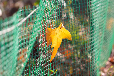 Yellow and red leaves hang on a plastic fence, maple leaves. Autumn leaf fall. Maple leaves flew from the trees. Fallen leaves under the sun. Autumn dayの写真素材