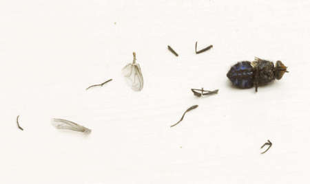 fly on a white background