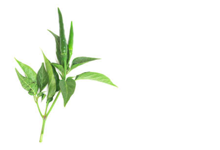 Fresh green chili peppers. Isolated on a white background.の写真素材