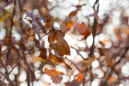 Golden autumn leaves on a branch opposite the sky, selective focusの写真素材