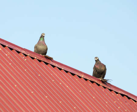 pigeons on the roof against the skyの写真素材