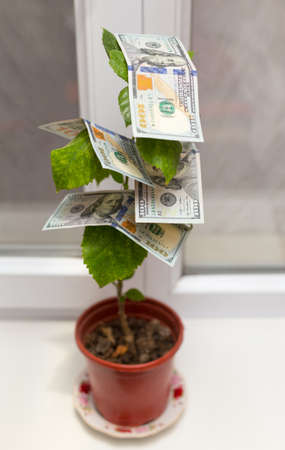 flowers of male happiness in a pot and an additional gift of one hundred dollar bills for the husbandâs birthday from his wifeの写真素材