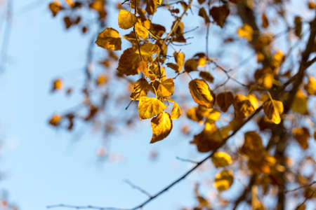 Golden autumn leaves on a branch opposite the sky, selective focusの写真素材
