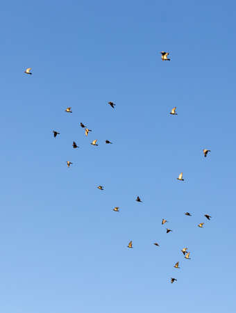flock of speed racing pigeon bird flying against clear blue skyの写真素材