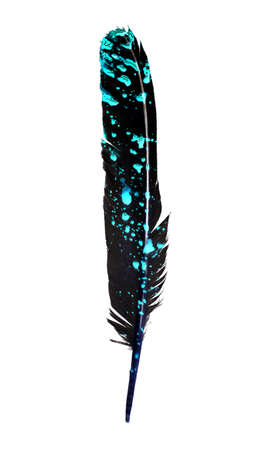 drop of blood on a bird feather, inversionの写真素材
