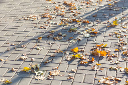 Colorful fallen leaves on a sidewalk in warm Autumn day.の写真素材