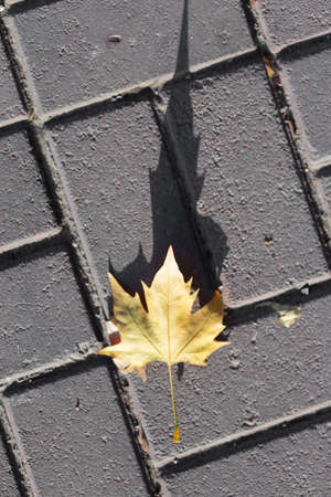 Colorful fallen leaves on a sidewalk in warm Autumn day.の写真素材