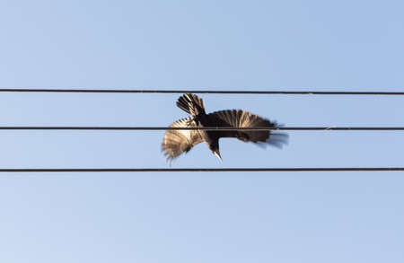 Bird sitting on a power line cable against a cloudy sky.の写真素材