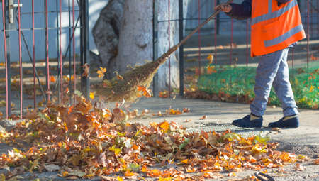 A cleaning lady cleans the dead side of the maple leaves from the sidewalk.の写真素材