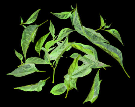 Fresh green leaves from pepper on a black background.の写真素材