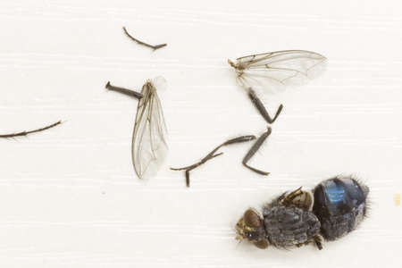 fly on a white background